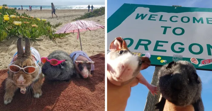 The Many Adventures Of Two Guinea Pigs And A Rabbit (10 Pics)