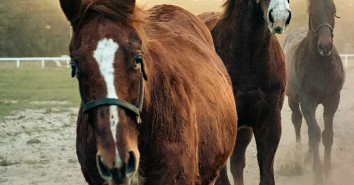 I Took These Pictures Of Horses On A Ranch In Florida (5 Pics)