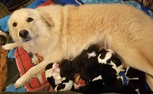 50 Uplifting Animal Pictures To Help You Get Through The Week