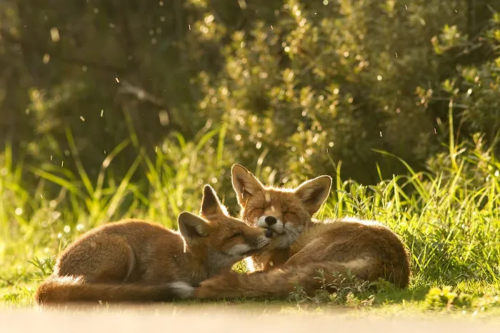 Mis 29 fotos de zorros mostrando amor podrían ser lo que necesitas hoy