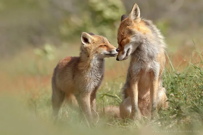Mis 29 fotos de zorros mostrando amor podrían ser lo que necesitas hoy