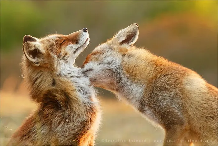 Mis 29 fotos de zorros mostrando amor podrían ser lo que necesitas hoy