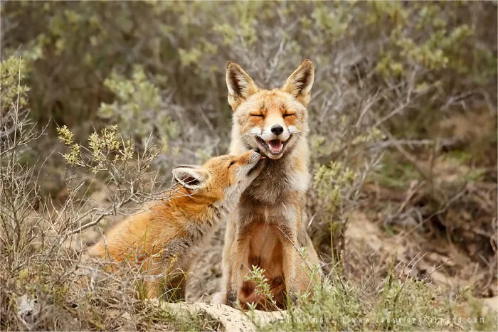 Mis 29 fotos de zorros mostrando amor podrían ser lo que necesitas hoy