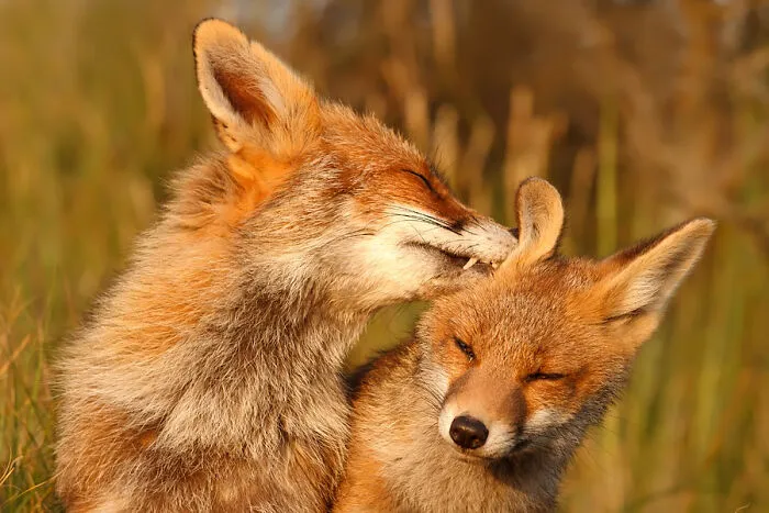 Mis 29 fotos de zorros mostrando amor podrían ser lo que necesitas hoy