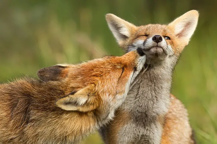 Mis 29 fotos de zorros mostrando amor podrían ser lo que necesitas hoy