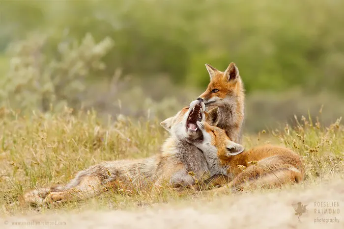 Mis 29 fotos de zorros mostrando amor podrían ser lo que necesitas hoy