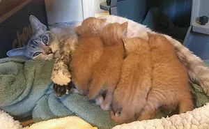 50 Of The Cutest Animal Parenting Moments Ever (New Pics)