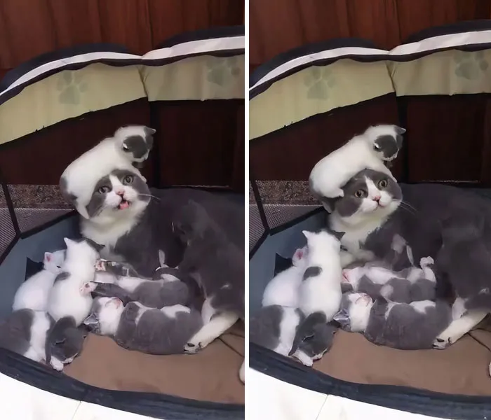 Lo bello de ser madre