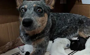 50 Of The Cutest Animal Parenting Moments Ever (New Pics)