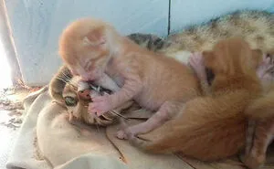 50 Of The Cutest Animal Parenting Moments Ever (New Pics)