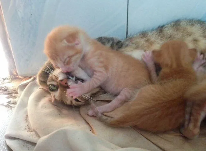 The Joys Of Motherhood