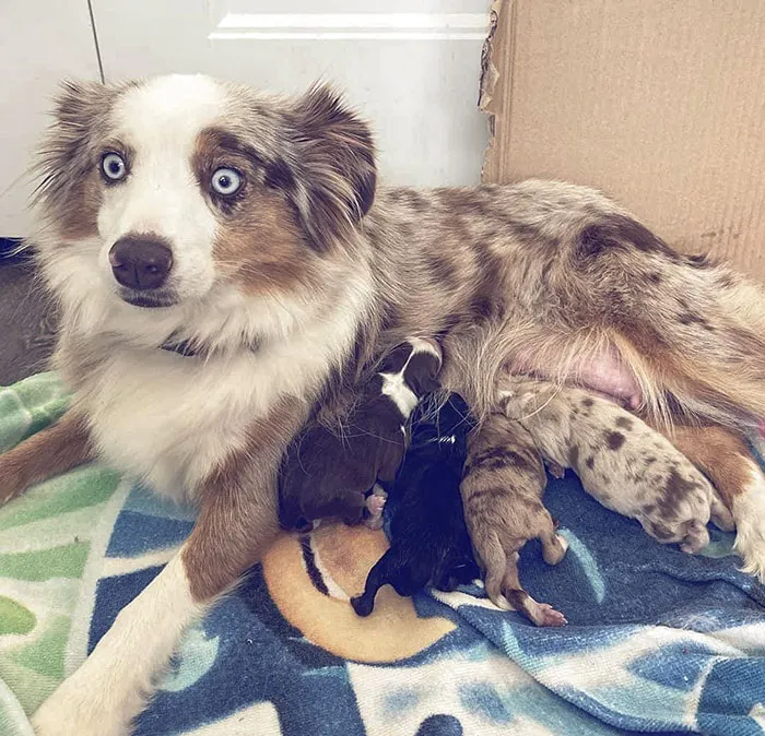 “Tuve cachorros… ¡¿y así es como será mi vida a partir de ahora?!”