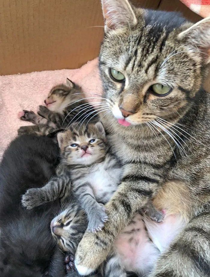 Mamá junto a sus gatitos