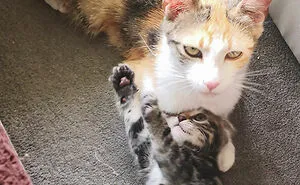 50 Of The Cutest Animal Parenting Moments Ever (New Pics)