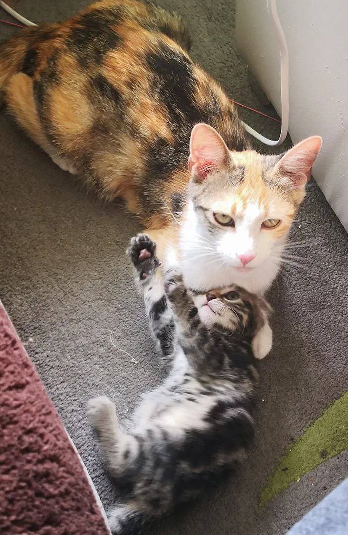 Parenthood