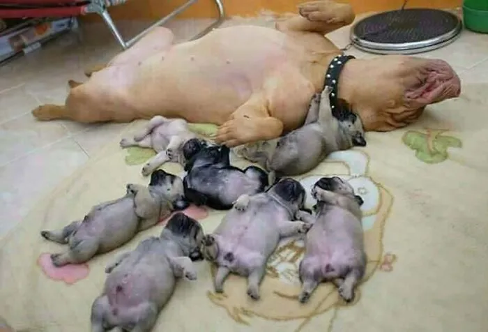 Dormidos