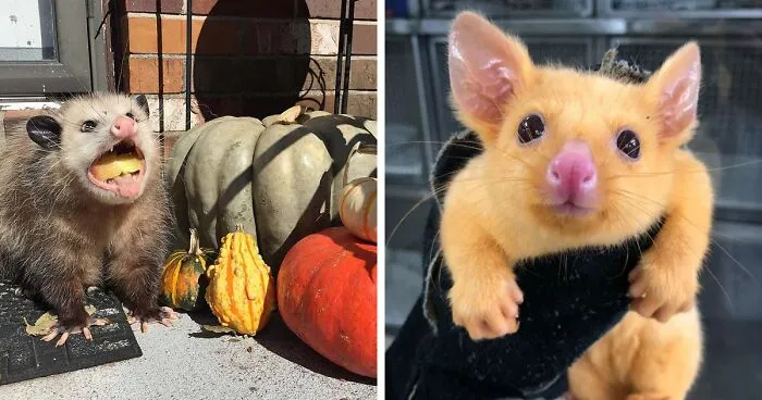 50 Times People Captured Possums And Opossums Doing Ridiculous And Adorable Things