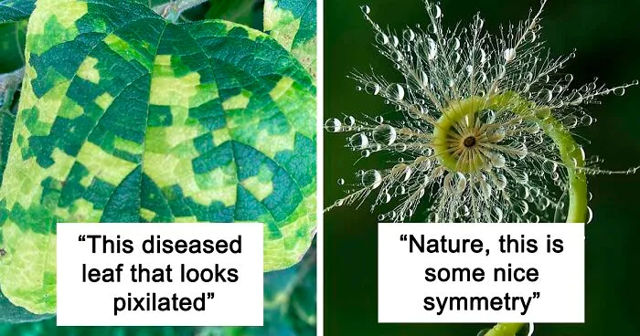 50 Visually Pleasing Examples Of Geometrical Symmetry In Nature (New Pics)