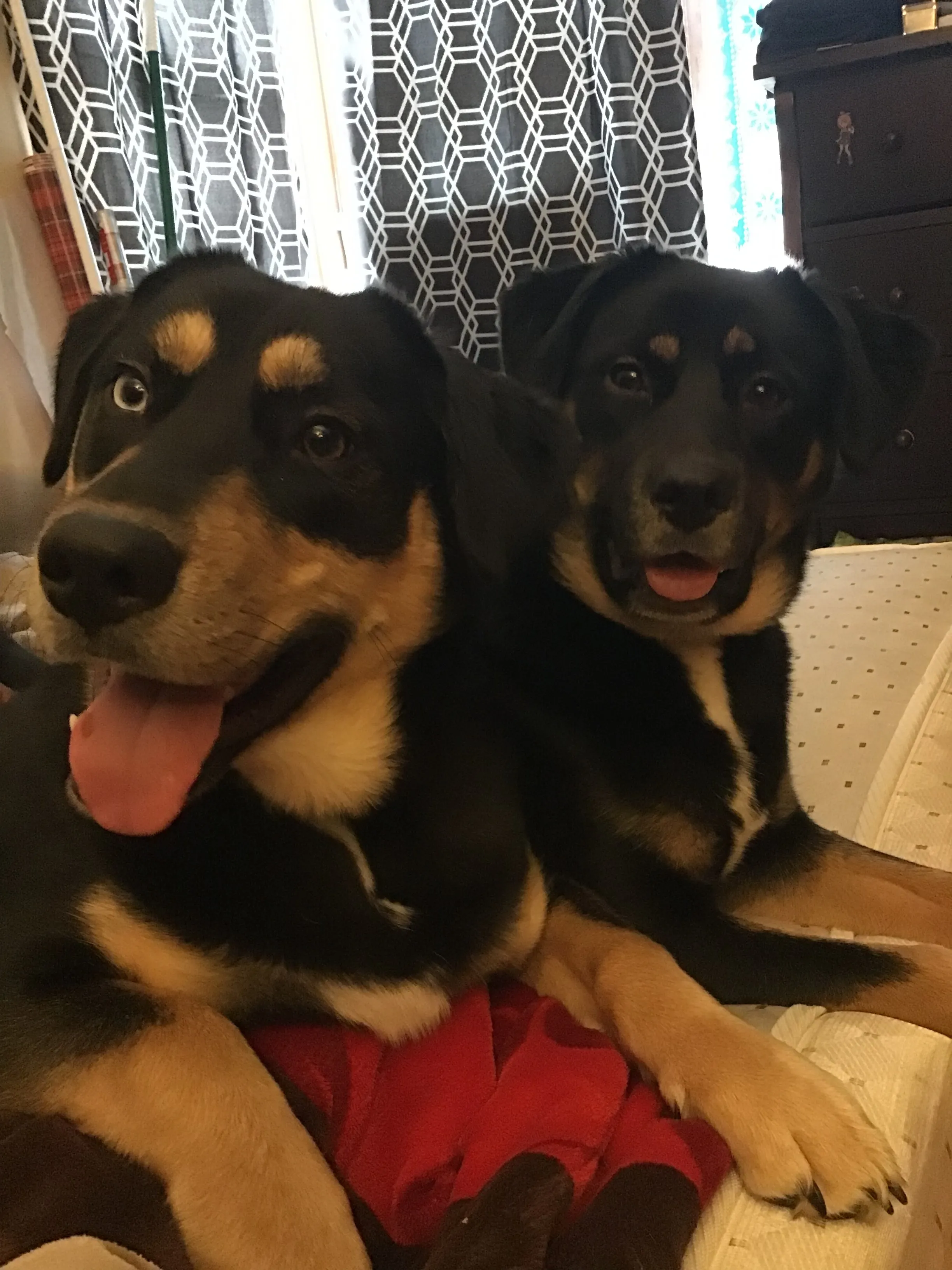 Hey Pandas, Share Your Best Moment Photos Of Any Pet You'd Own!
