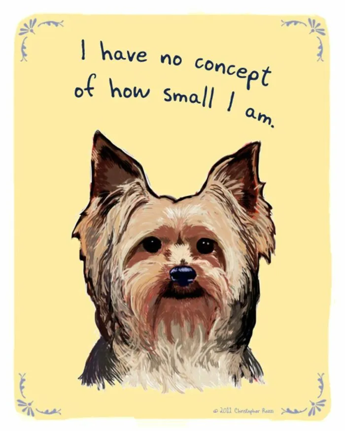Artist Illustrates Honest Confessions From Pets, And Here Are The 30 Best Ones