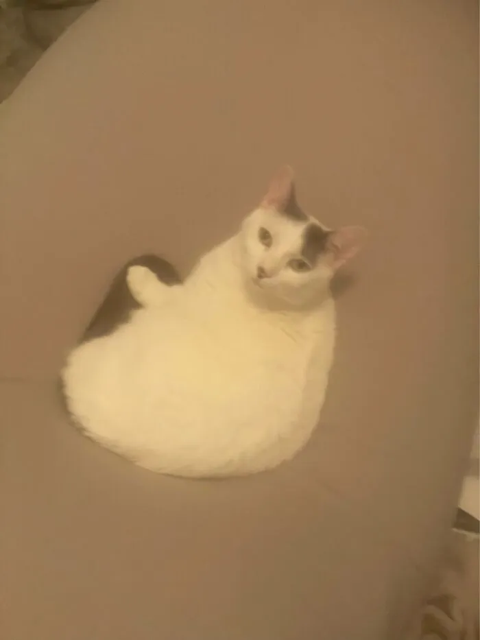 My Cat Being A Floof