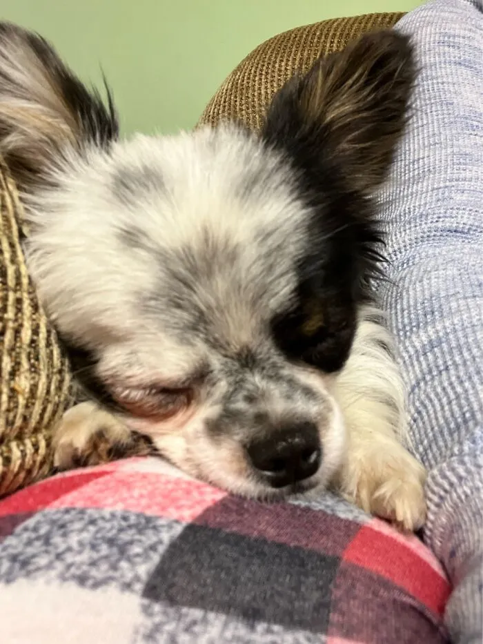 Sleepy Boy