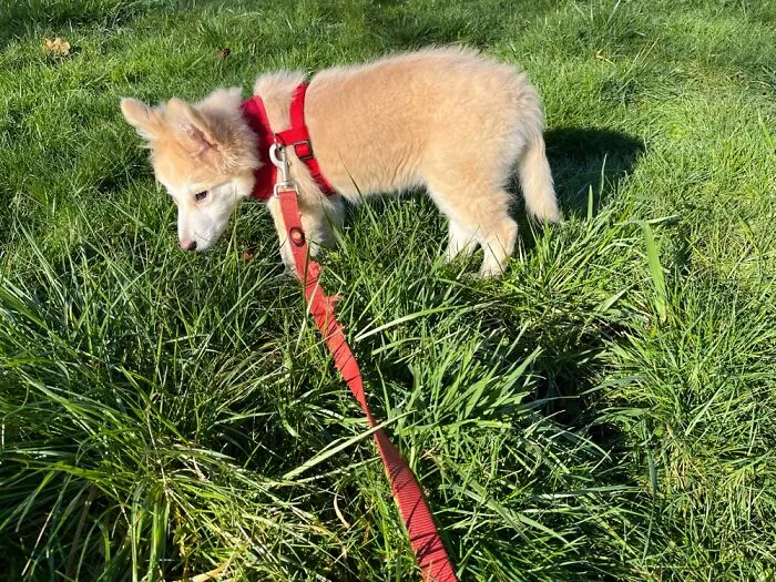 Our New Puppy.
