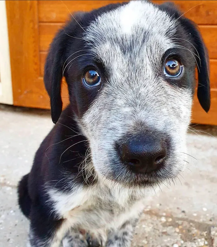 This Was My Cute Puppy, Sheldon. Now He Is A Big Pup. @thelifeof.sheldon