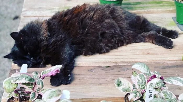 Does It Get Better Than Napping Cat At A Nursery?