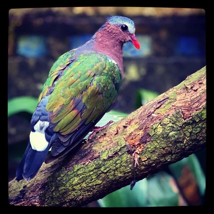 Pigeon? I’m Not Sure, But It Was Really Pretty!!