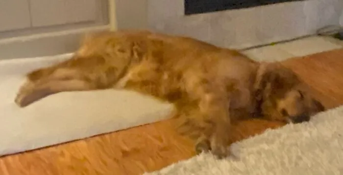 Smoosh Face