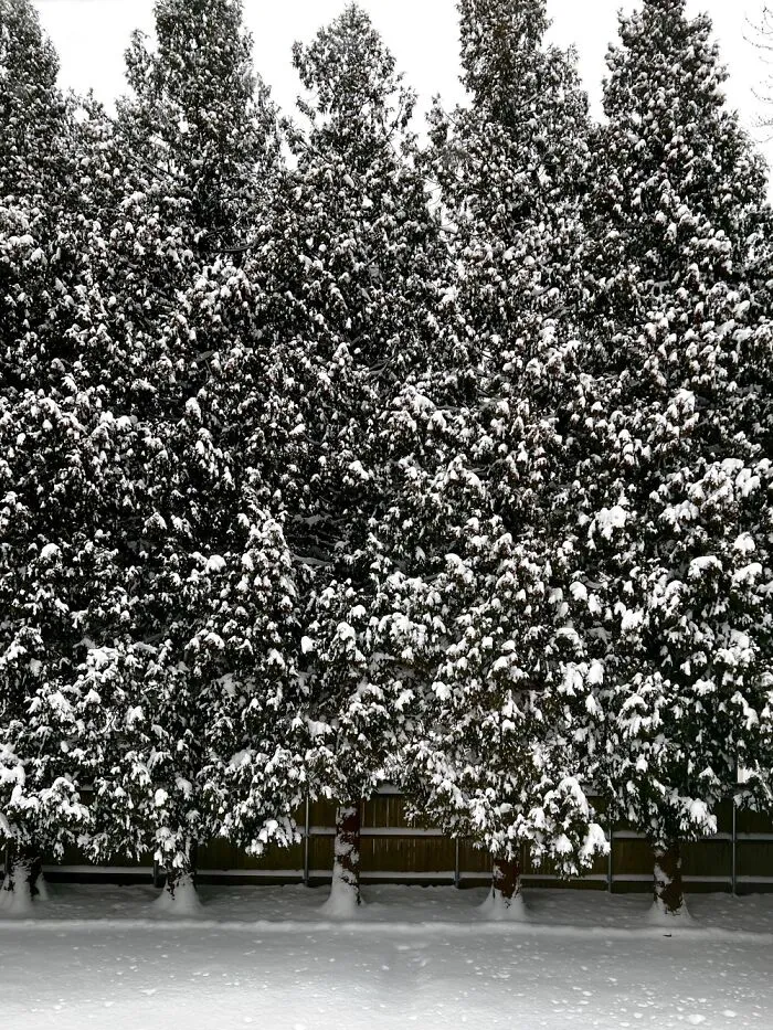 Backyard After The Snow Storm