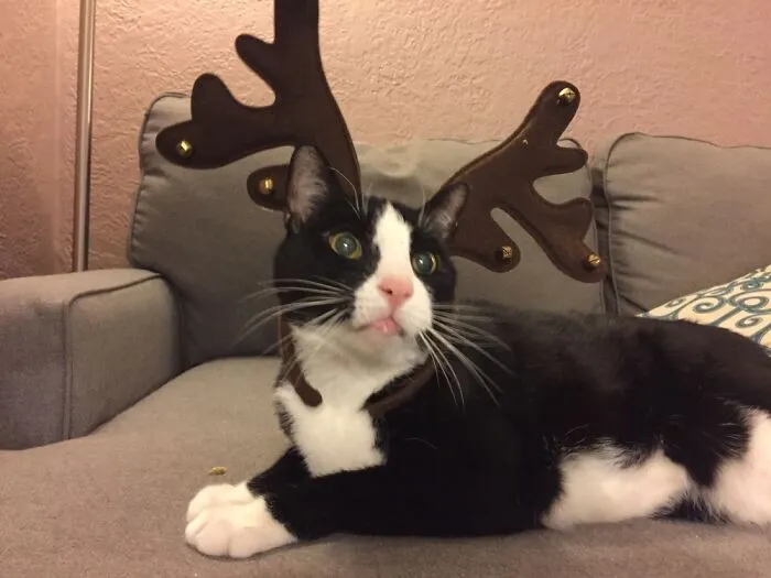 Does This Count As A Hat?