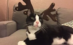 Hey Pandas, Post A Picture Of Your Cat With A Hat On (Closed)