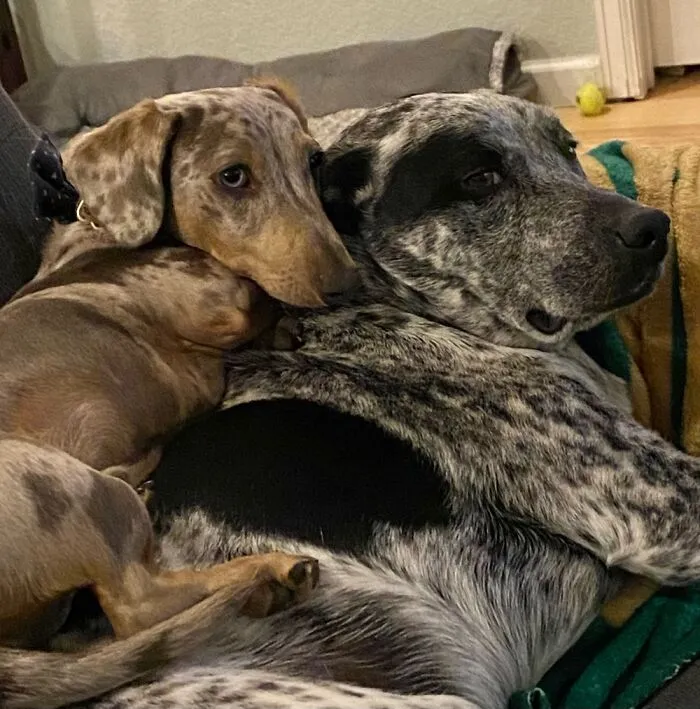 Snuggles