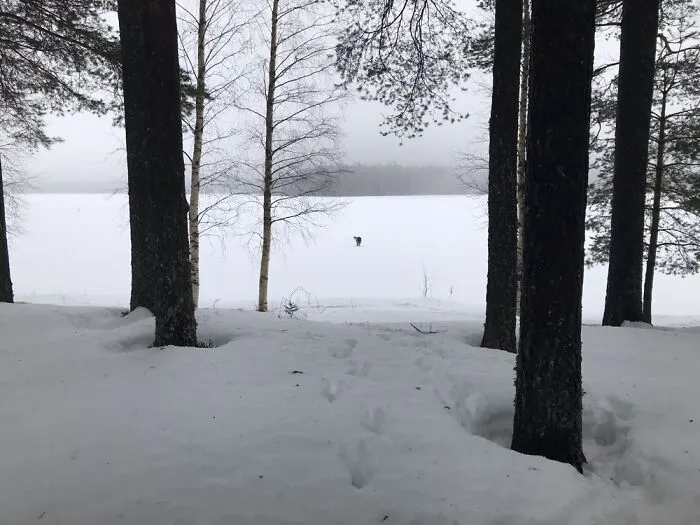 My Leonberger And The Winter In Finland