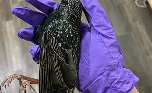 Hey Pandas, Post Bird Pictures That You Took (Closed)