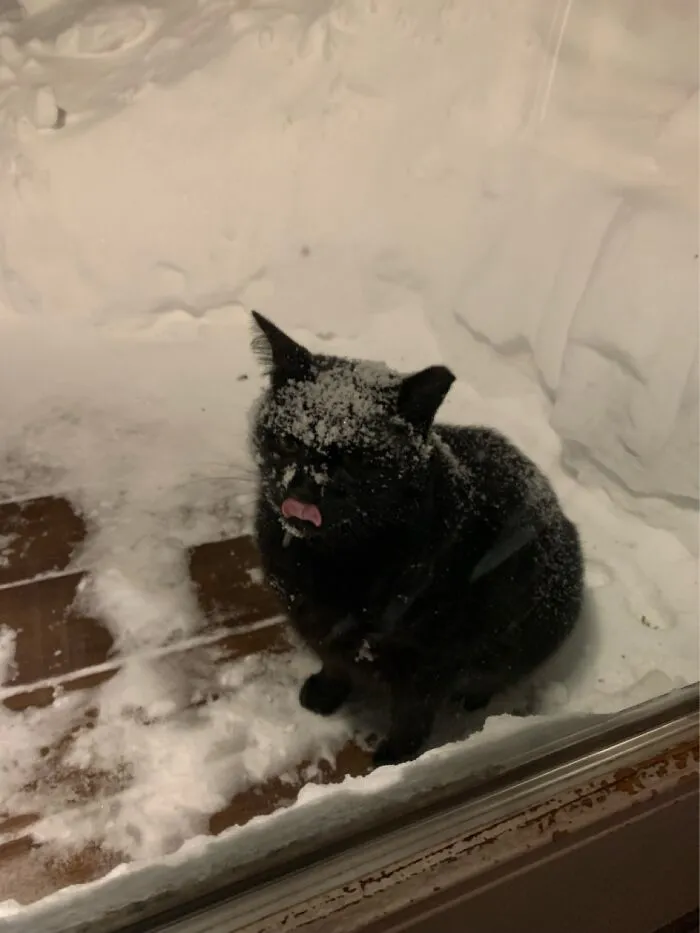It Snowed