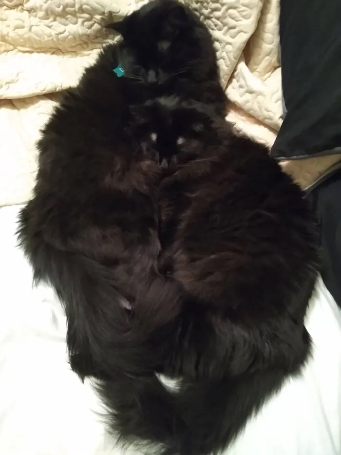 Kitty Love! Litter Mates Axl And Lily.