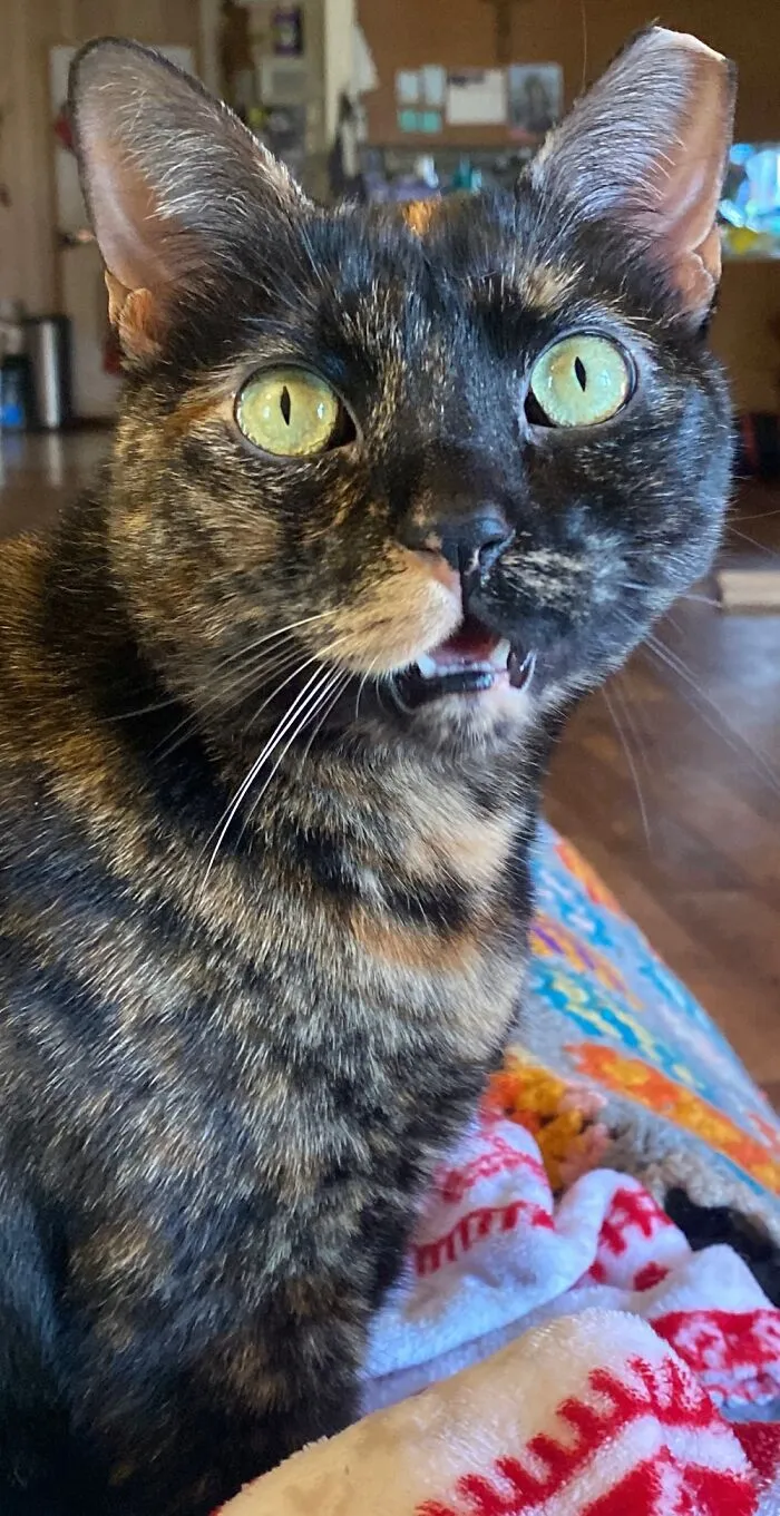 This Is One Of 20.. (12 Are Ferals) Her Name Is Gremlin Aka Gumpy Grumps!