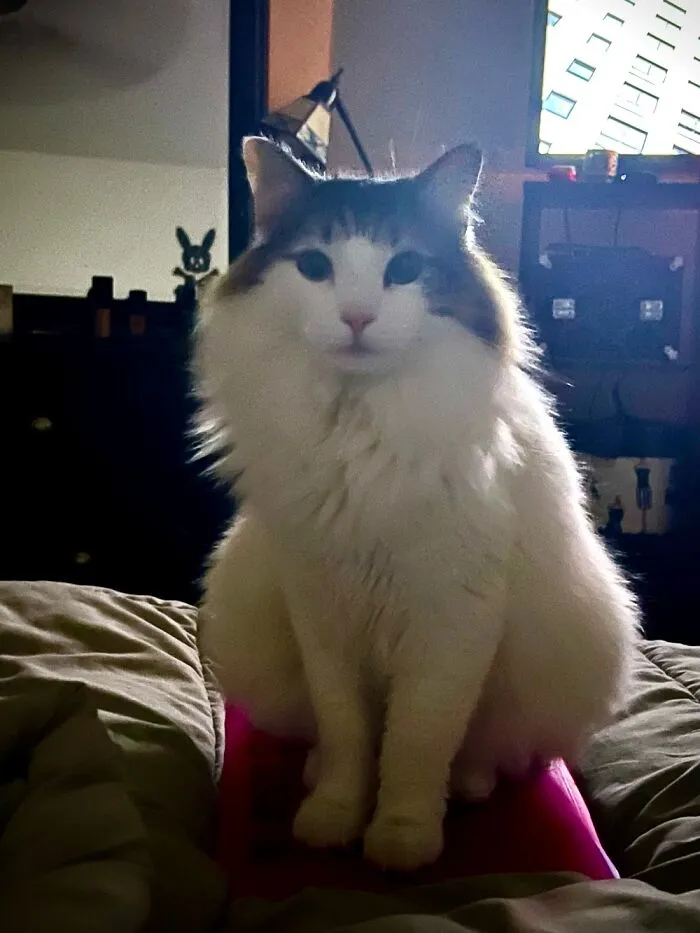 Extra Fluffy