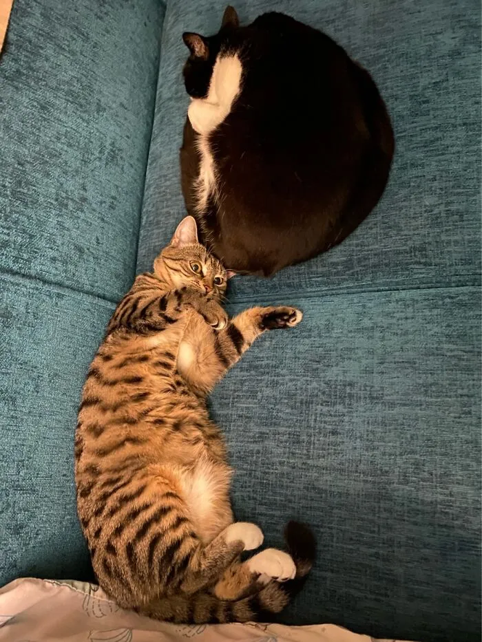Dragon And Peanut Going Their Own Way…. Cats.
