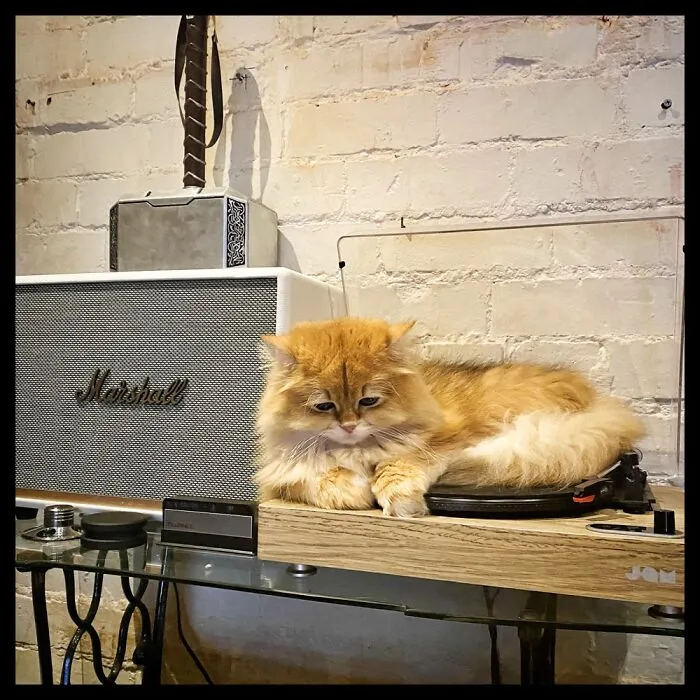 Gummi Ensuring That My Records Will Be Nice And Hairy