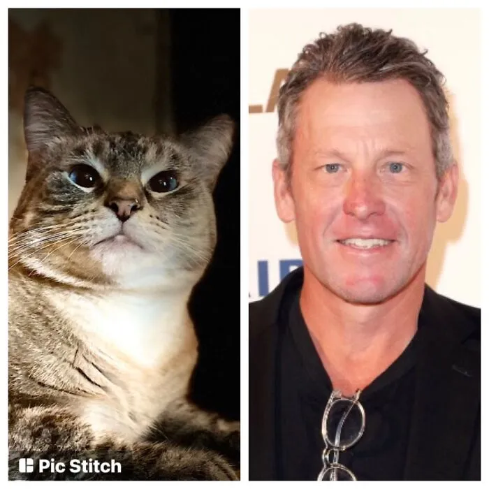 This Is 1 Of My Rescue Cats Freddie.. She’s Inbred .. She Also Looks Like Lance Armstrong.. No?