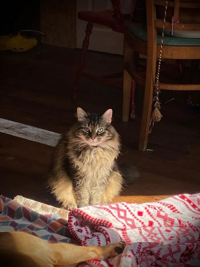 Dis Be Mama… Aka Meeky Aka Mimi Cat Aka Evil Diva Fka Rey