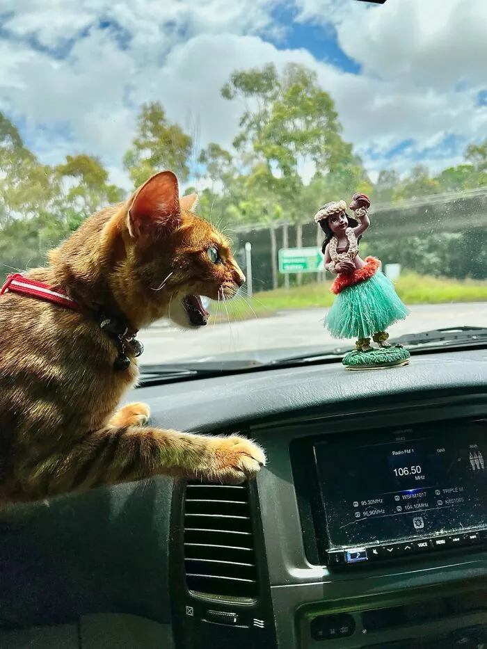 Attack Of The Killer Kitty