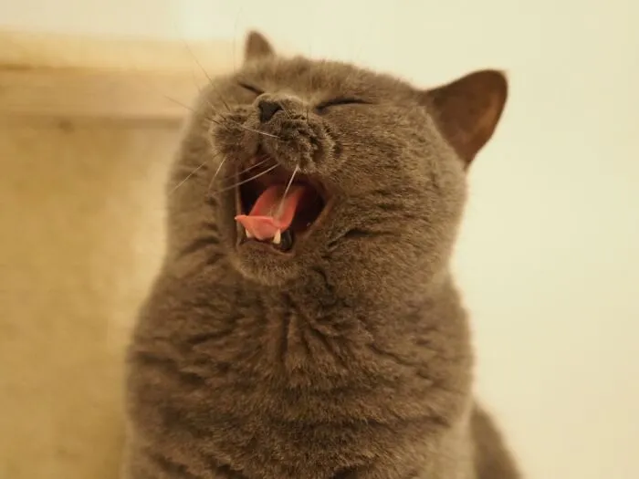 Where’s My Damn Tuna!