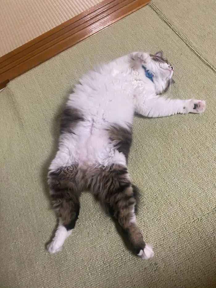 Myu Just A Break From A Stressful Day. Just Kidding, She Has No Stress