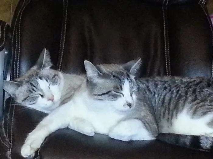 Blue And Perry