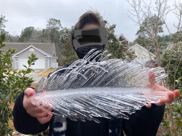 Ice That Formed On A Palm Tree
